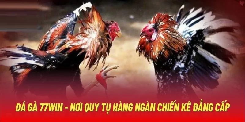 Chiến kê đẳng cấp thu hút người chơi