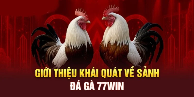 Đá gà 77WIN và sảnh cược đẳng cấp